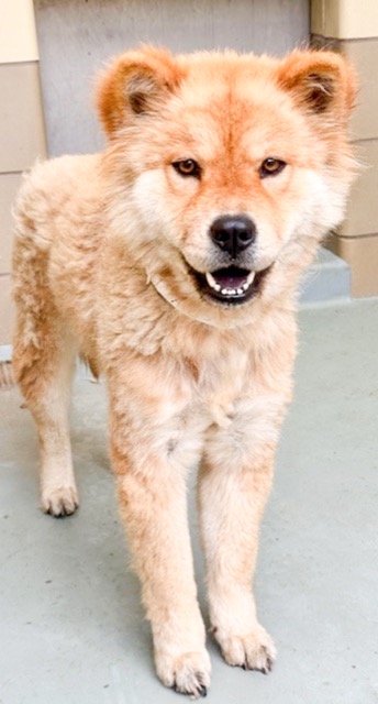 3 year old, 41 pound Chow Chow, named Zara at the Western Riverside County Animal Shelter in Jurupa Valley Credit: RCDAS