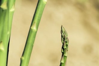 Asparagus