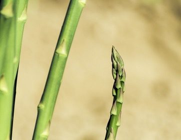 Asparagus