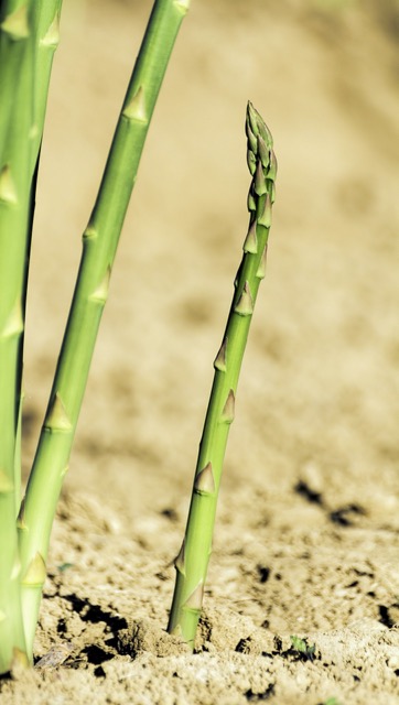 Asparagus