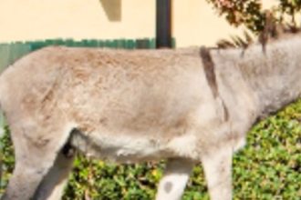 wild donkeys