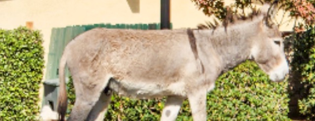 wild donkeys