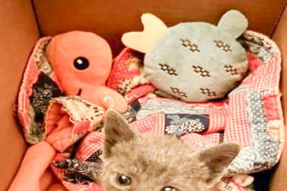 Orli, a female 0.75 lb 4 week old domestic shorthair cat at the Riverside Shelter. Credit: RCDAS