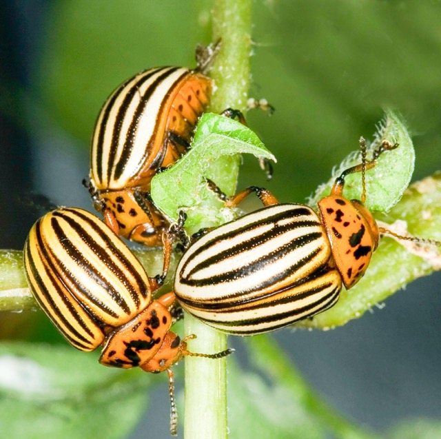 Garden Pests. Three adult Colorado potato beetles on a plant. 

Credit: David Cappaert/Bugwood.org via AP