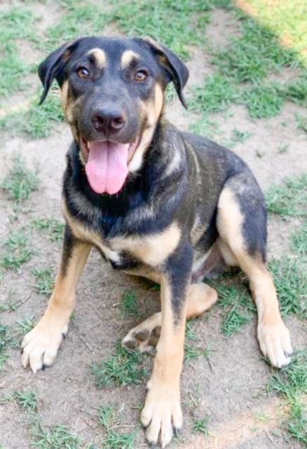 Fee Waivers. Albert, 7 month old, 52 pound, male German shepherd mix
Credit: RCDAS
