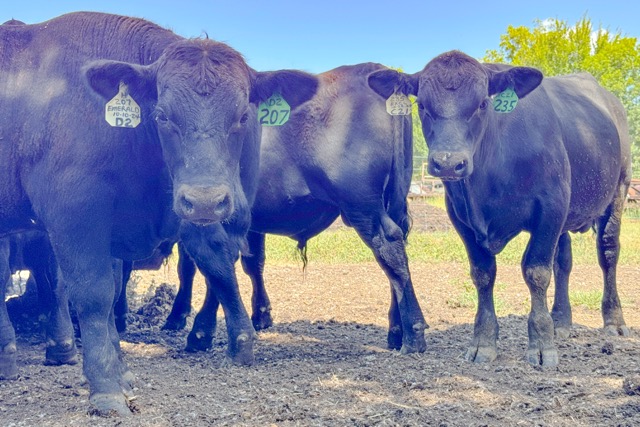 Beef Prices. Bulls eat feed from a trough. 

Credit: AP Photo/Sophie Bates