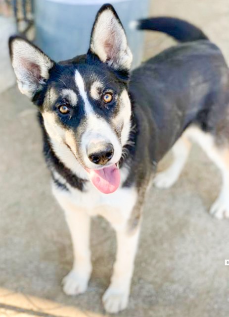 Overcrowded Conditions at Shelters. Benji is a 1.5 year old 48 lbs male, German Shepherd Dog and Siberian Husky mix located at the Riverside Shelter

Credit: RCDAS