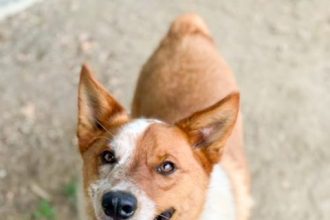 Brownie, a 1.5 year old, neutered male, brown and white Australian Cattle Dog mix at the Riverside Shelter Credit: RCDAS