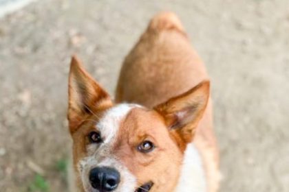 Brownie, a 1.5 year old, neutered male, brown and white Australian Cattle Dog mix at the Riverside Shelter Credit: RCDAS