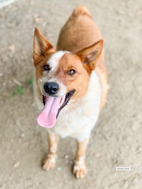 Brownie, a 1.5 year old, neutered male, brown and white Australian Cattle Dog mix at the Riverside Shelter Credit: RCDAS