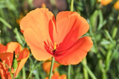 Annuals. California Poppy Credit: (Gene Sturla/Lady Bird Johnson Wildflower Center via AP)