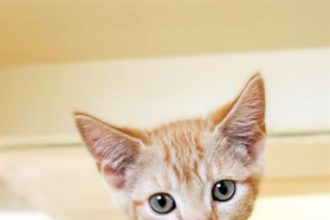 Fee Waivers. Cheeto, 5 month old, 2.4 pound, male domestic short hair. RCDAS