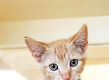 Fee Waivers. Cheeto, 5 month old, 2.4 pound, male domestic short hair. RCDAS