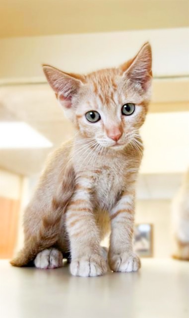 Fee Waivers. Cheeto, 5 month old, 2.4 pound, male domestic short hair. RCDAS