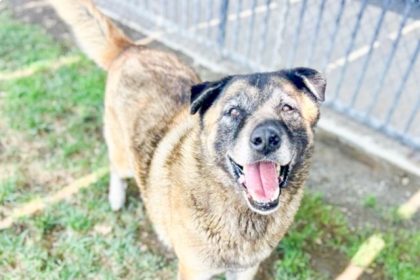 Chum Chum is an 8 year old, neutered male, Akita mix at the Riverside Shelter Credit: RCDAS