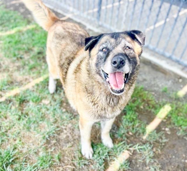 Chum Chum is an 8 year old, neutered male, Akita mix at the Riverside Shelter Credit: RCDAS