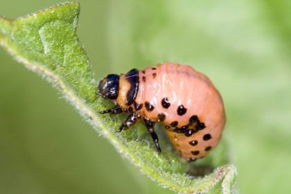 A Colorado potato beetle larva on a plant.  Credit: David Cappaert/Bugwood.org via AP