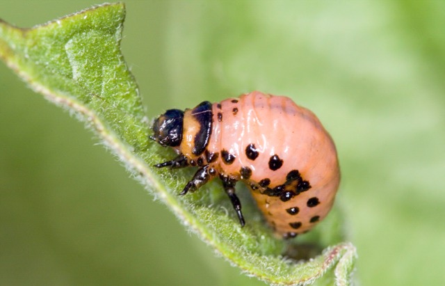 A Colorado potato beetle larva on a plant.  Credit: David Cappaert/Bugwood.org via AP