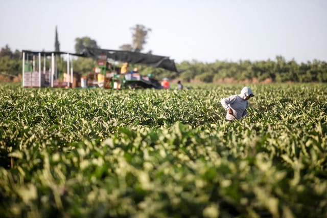 Immigration Raids. Immigration and Jobs. Farmworkers work in a field outside of Fresno on June 16, 2025.

Credit: Photo by Larry Valenzuela, CalMatters/CatchLight Local