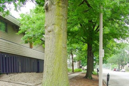 This July 10, 2008, image provided by Bugwood.org shows geotextile landscape fabric in use around a tree. Credit: Andrew Koeser/International Society of Arboriculture/Bugwood.org via AP