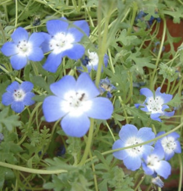 Baby Blue Eyes, Nemophila Menziesii is an annual native to California