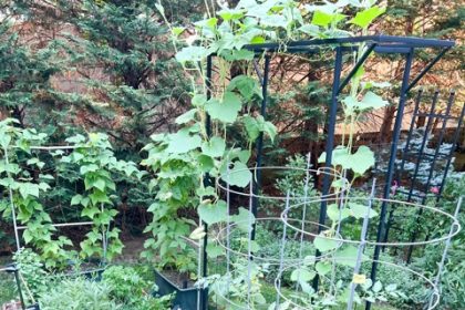 Tiny Garden. Jessica Damiano