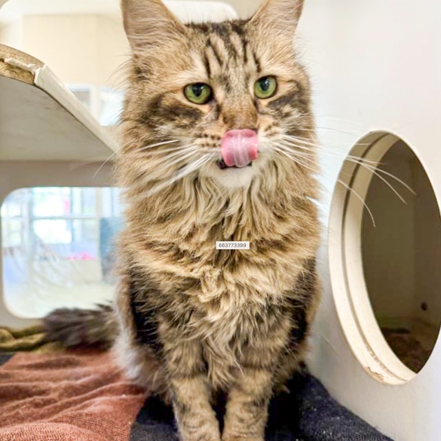 Relieving Overcrowded Animal Shelters. Titan, an 8 year old, neutered male, 15.50 lbs, brown tabby Domestic Longhair.

Credit: RCDAS