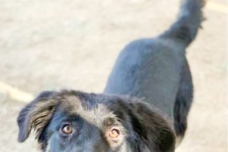 Charlie is a 1 year old, 59 lb, black shepherd mix in need of immediate rescue. Credit: RCDAS