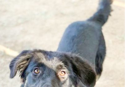 Charlie is a 1 year old, 59 lb, black shepherd mix in need of immediate rescue. Credit: RCDAS