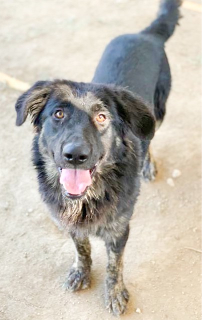 Charlie is a 1 year old, 59 lb, black shepherd mix in need of immediate rescue. Credit: RCDAS
