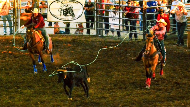 Corona Featured Photos 08-29-2025: Dalton Pearce (left) and Cutter Machado (right) attempt to rope the steer during competition at the Norco Mounted Posse PRCA Rodeo Sunday afternoon at the George A. Ingalls Equestrian Event Center in Norco.