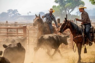 Ranchers work to evacuate cattle as the Gifford Fire burns nearby on Monday, in Los Padres National Forest, Calif. Credit: AP Photo/Noah Berger