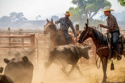 Ranchers work to evacuate cattle as the Gifford Fire burns nearby on Monday, in Los Padres National Forest, Calif. Credit: AP Photo/Noah Berger
