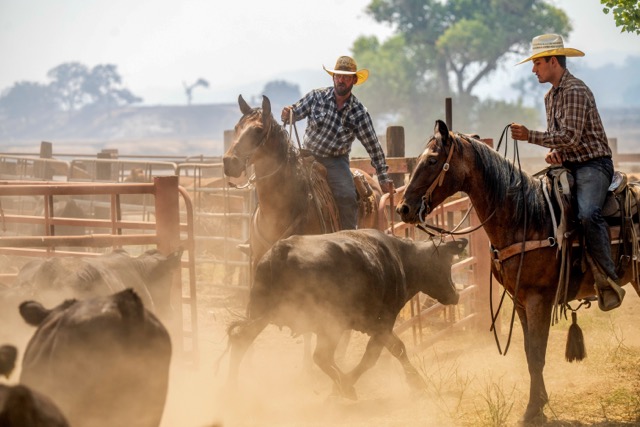 Ranchers work to evacuate cattle as the Gifford Fire burns nearby on Monday, in Los Padres National Forest, Calif. Credit: AP Photo/Noah Berger