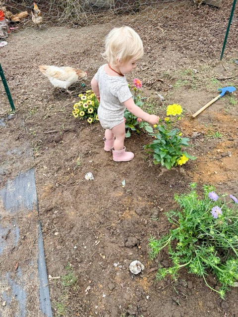 This 2025 image provided by Jessica Martin shows a toddler learning to tend plant in an Islip Terrace, New York, garden. Jessica Martin via AP
