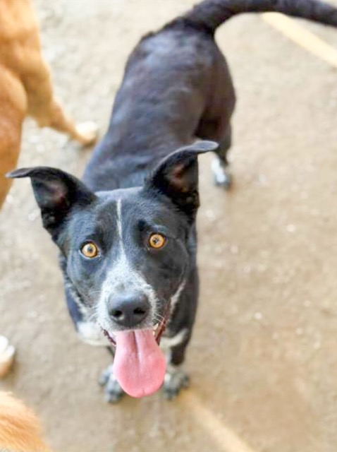 County Animal Shelters. Solo is a 7 year old, 38 lb, Australian cattle dog mix in need of immediate adoption.