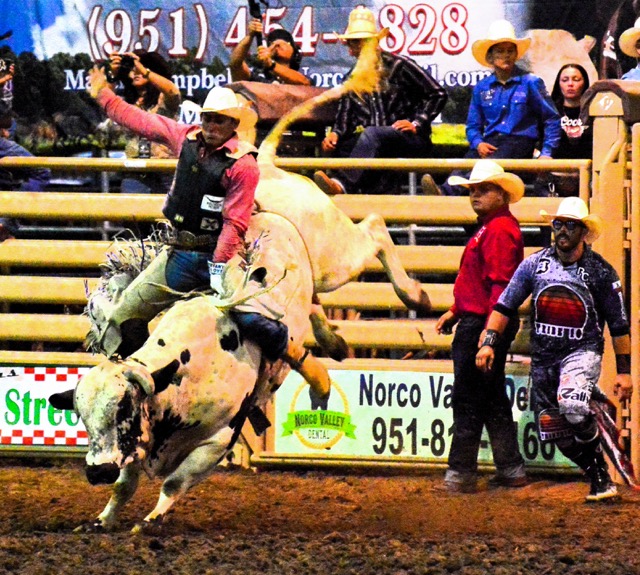 Corona Featured Photos 09-05-2025. Jesse Flores hangs on the bull while chute gate puller Bryce Wilcox (red shirt center) and Bullfighter Cole Bates (right) watch during action at the Norco Fair. Credit: Photo by Gary Evans