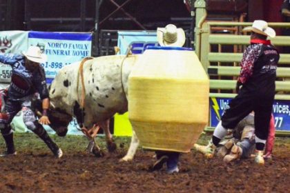 Bullfighter Cole Bates (left) gets grazed by the bull after rider Jesse Flores had bailed off. Bates twisted out of harm’s way while rodeo clowns watched. Credit: Photo by Gary Evans