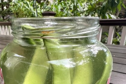 Pickled Peppers. freshly picked green beans in a jar of reused pickle brine on Long Island, N.Y. Credit: Jessica Damiano via AP