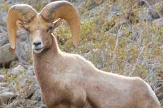 Bighorn Sheep