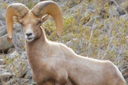 Bighorn Sheep