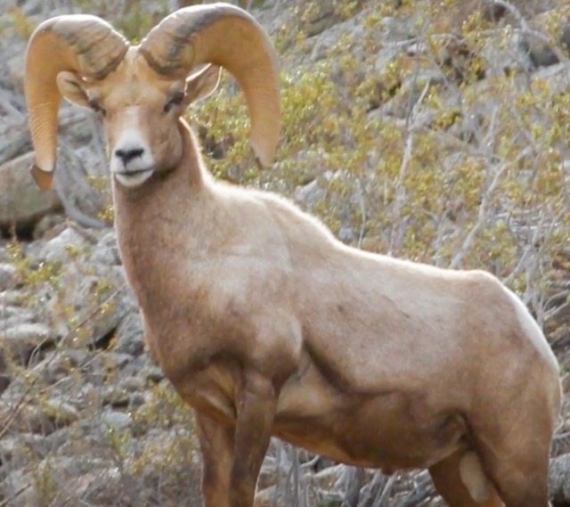 Bighorn Sheep