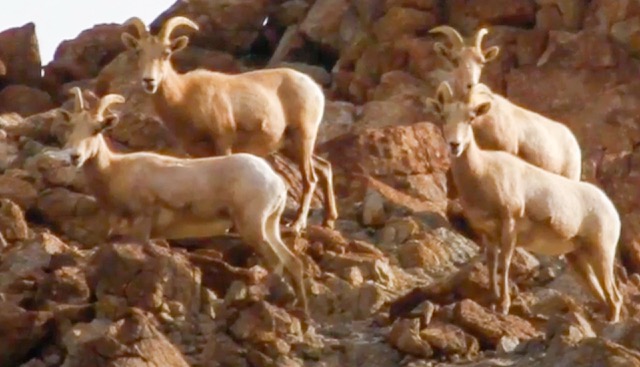 Bighorn Sheep