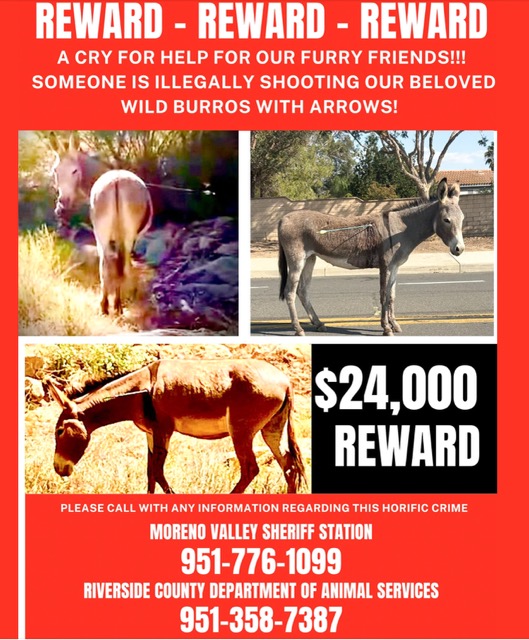 Donkeys Shot with Arrows