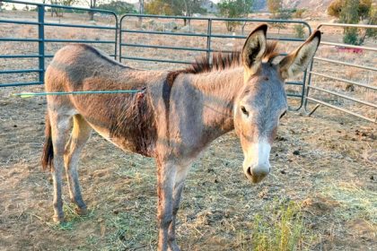 Donkeys shot with arrows