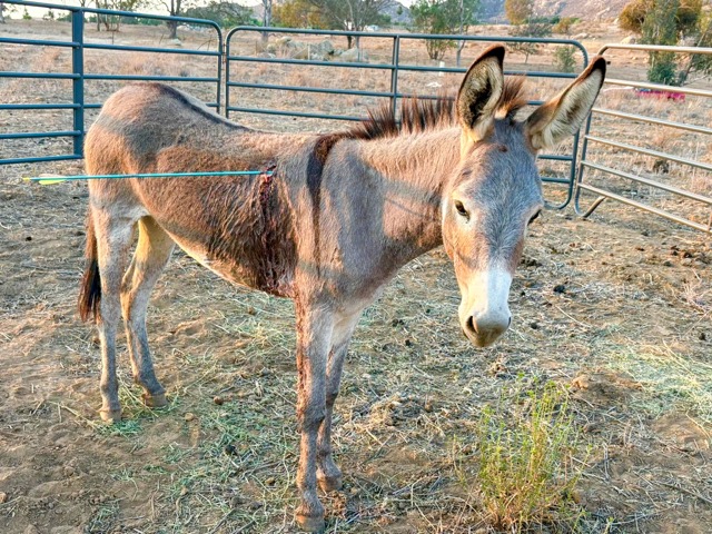 Donkeys shot with arrows