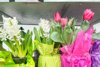 Image provided by Jessica Damiano shows forced spring bulbs for sale 