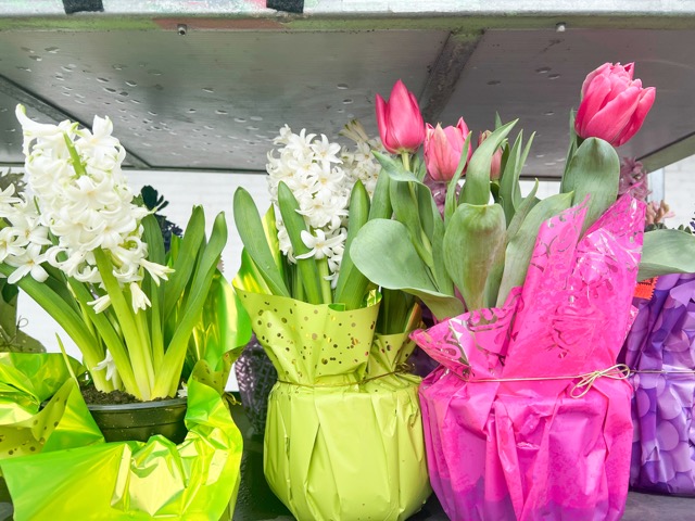 Image provided by Jessica Damiano shows forced spring bulbs for sale 