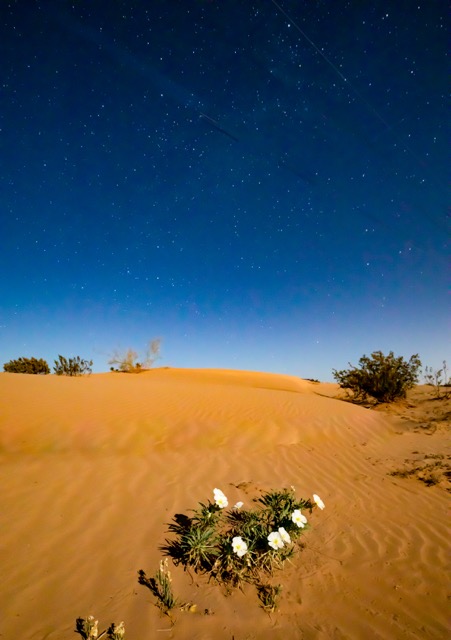 Chuwalla National Monument at night Credit: Bob Wick