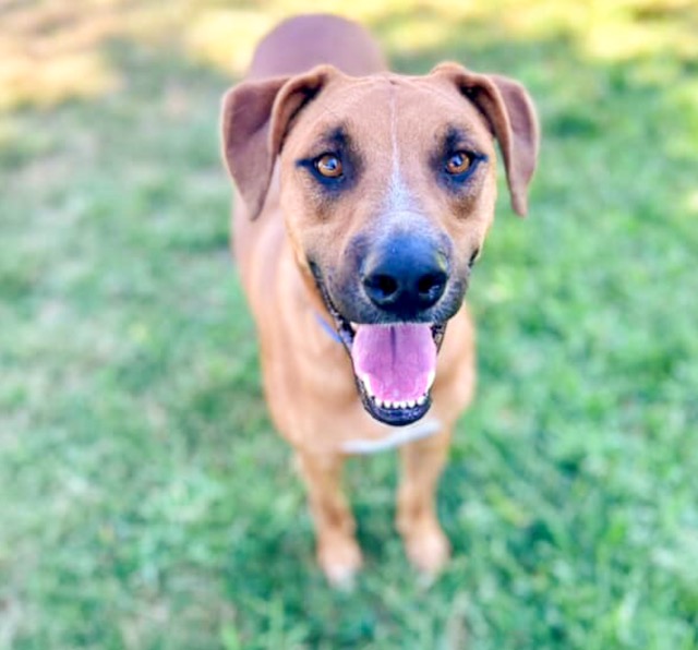 Andrew, a year and a half year old, male Rhodesian Ridgeback mix at the Western Riverside County Shelter
Credit: RCDAS
